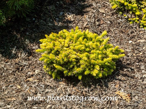 Tom Thumb Oriental Spruce (Picea orientalis) 
(mid June)